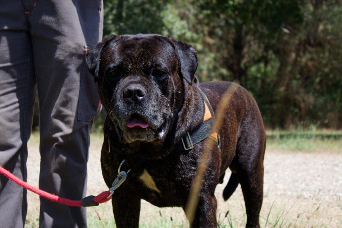 Rhelfie - Chien Cane Corso à adopter - photo 3