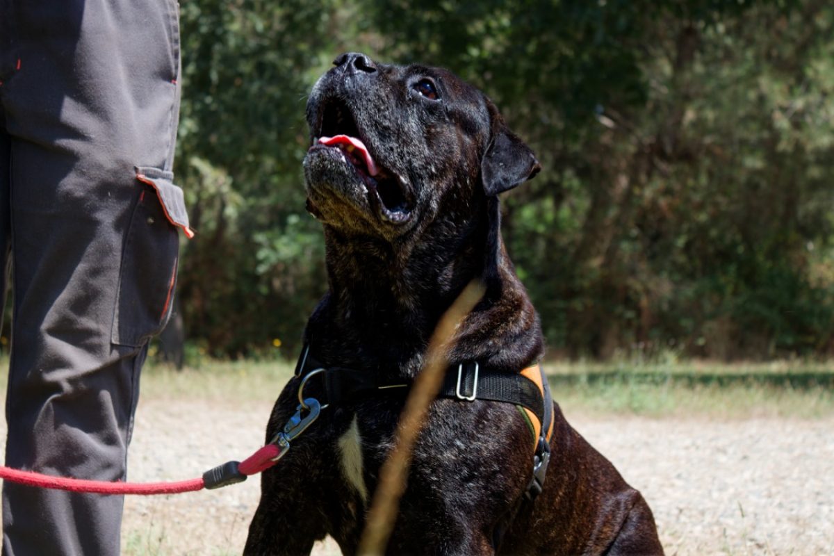 Rhelfie - Chien Cane Corso à adopter - photo 4