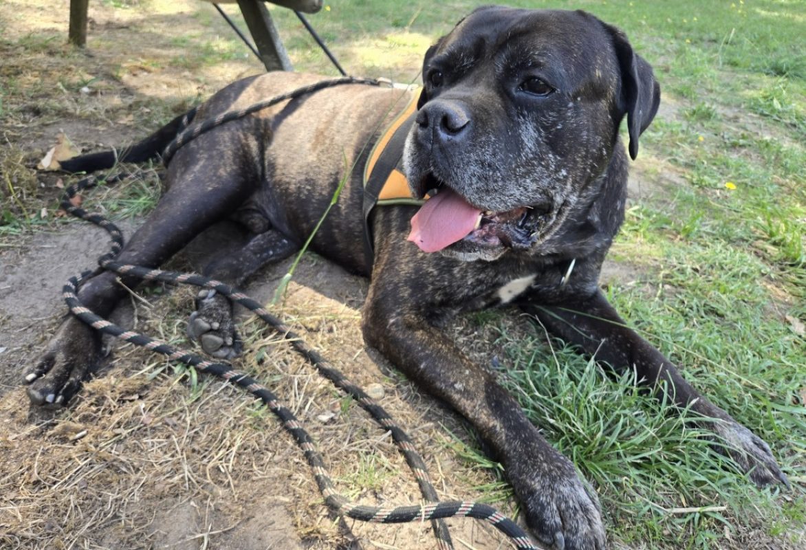 Rhelfie - Chien Cane Corso à adopter