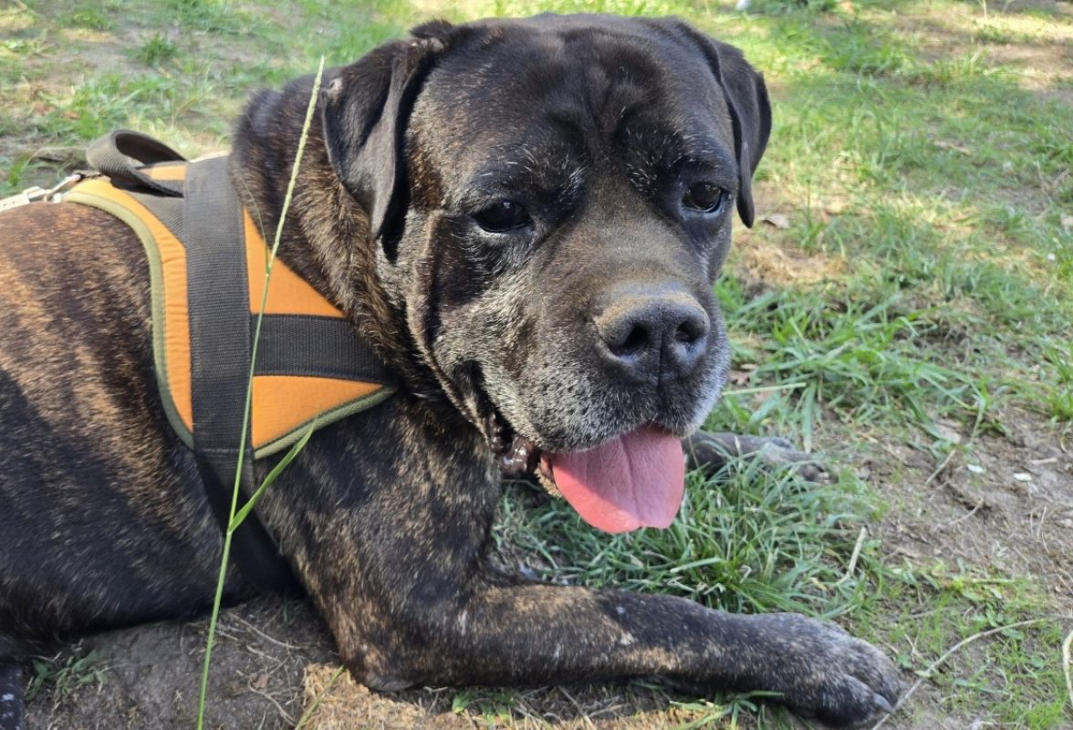 Rhelfie - Chien Cane Corso à adopter - photo 3