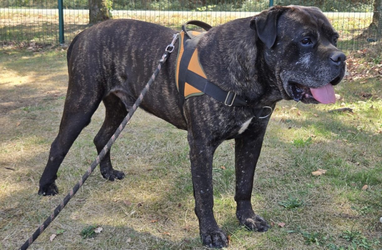 Rhelfie - Chien Cane Corso à adopter - photo 4