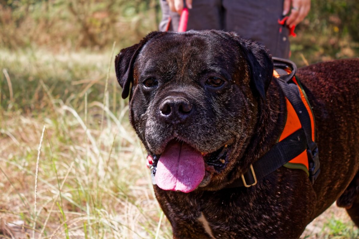 Rhelfie - Chien Cane Corso à adopter - photo 5