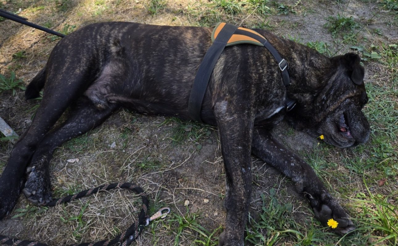 Rhelfie - Chien Cane Corso à adopter - photo 7