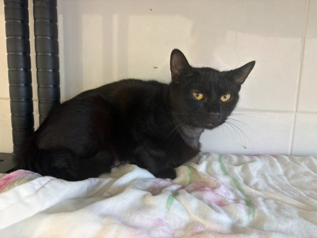 Mimi - Chat Européen à adopter