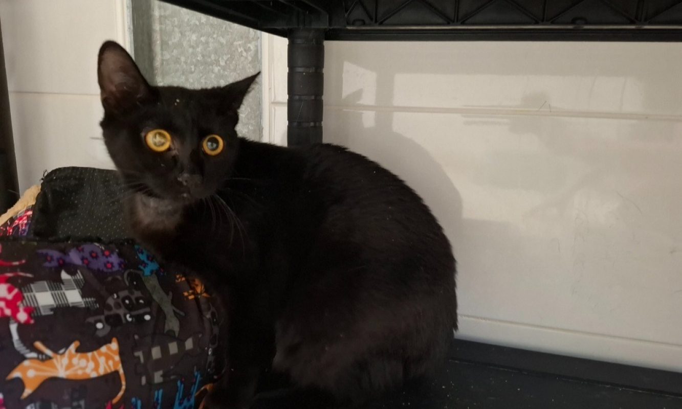 Mimi - Chat Européen à adopter - photo 2
