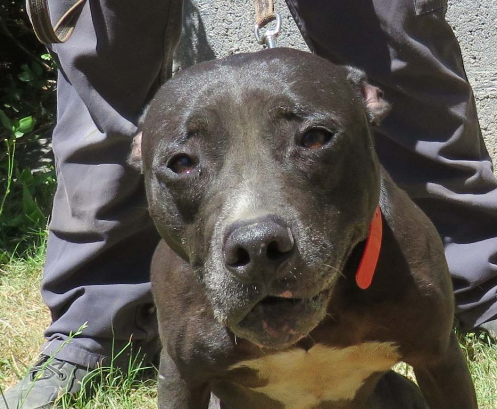 Falone - Chien Bouledogue Américain à adopter