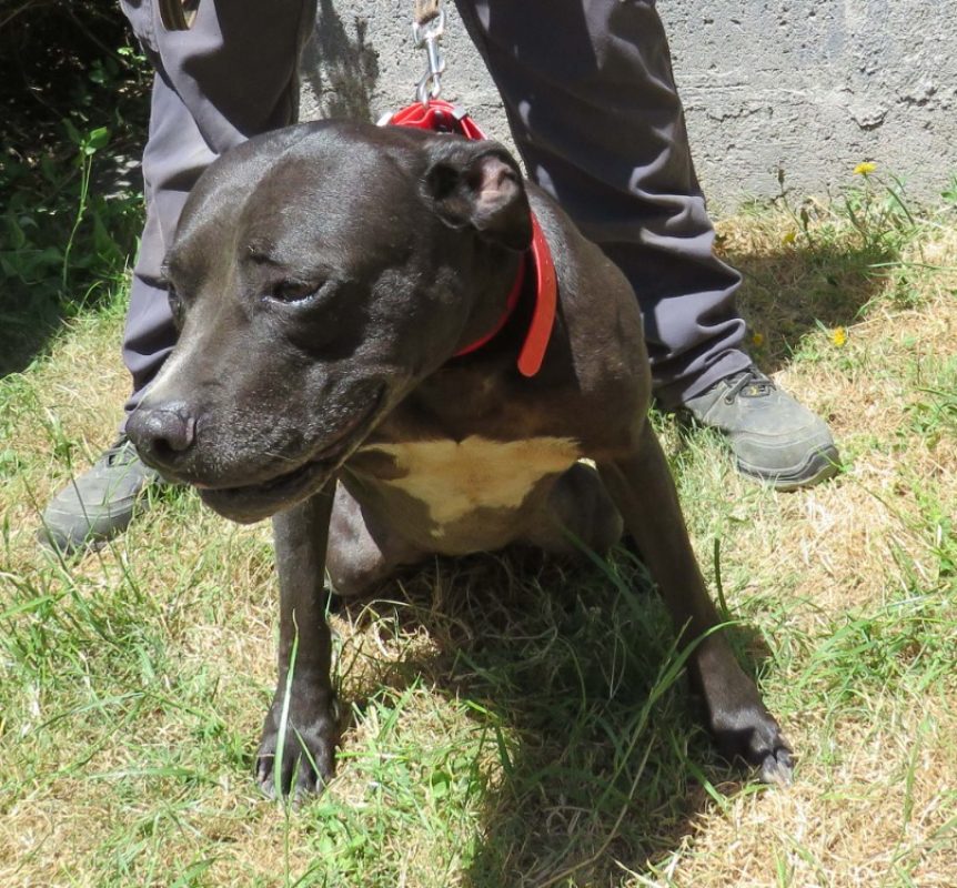 Falone - Chien Bouledogue Américain à adopter - photo 2