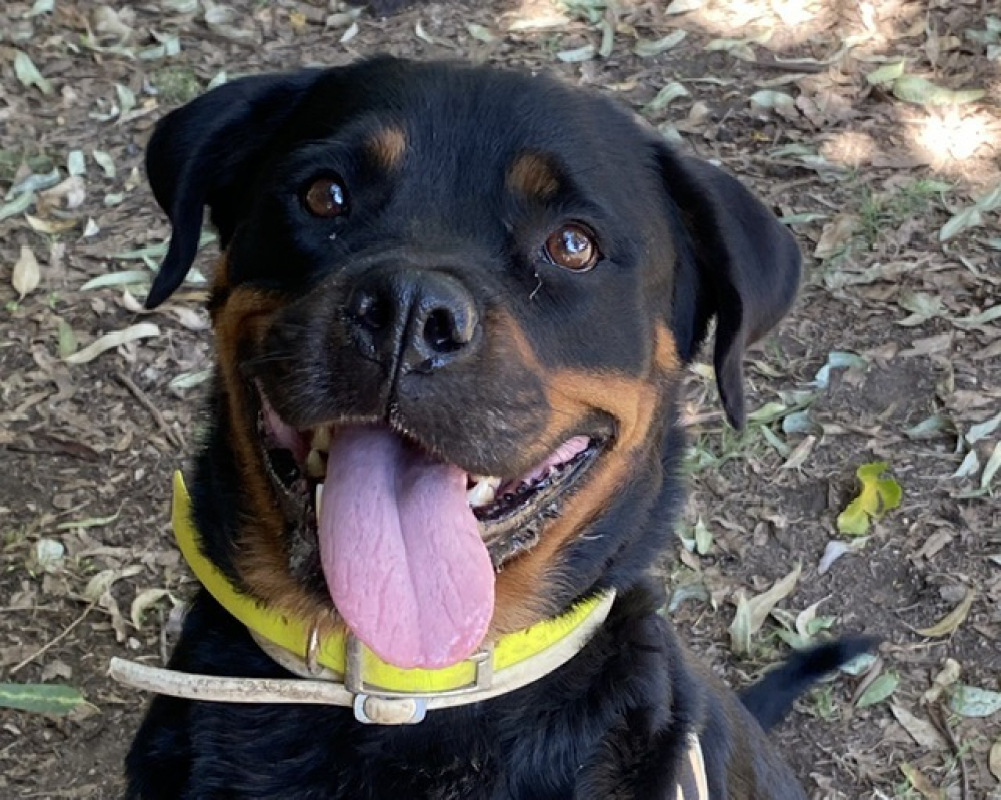 Laurane - Chien Rottweiler à adopter