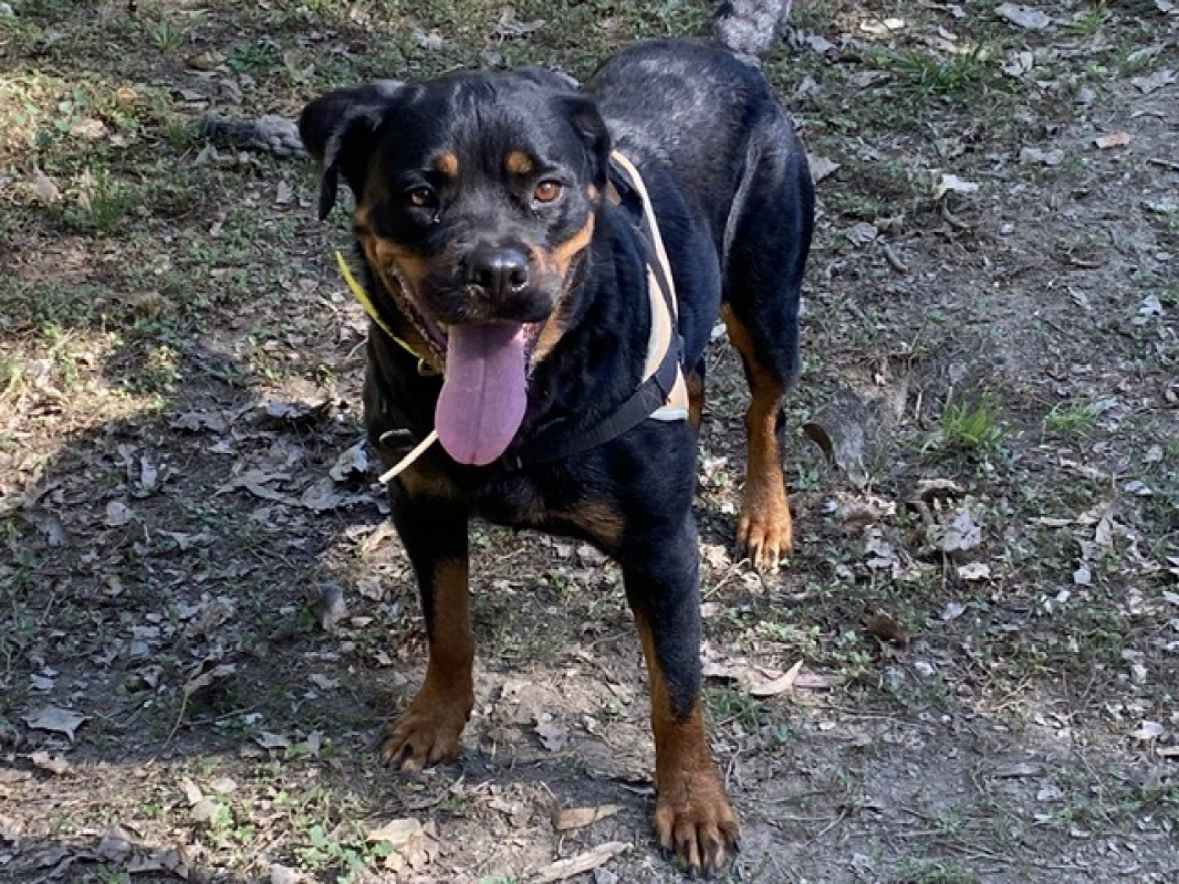 Laurane - Chien Rottweiler à adopter - photo 2