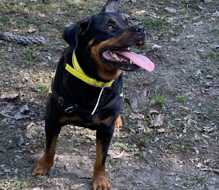Laurane - Chien Rottweiler à adopter - photo 3