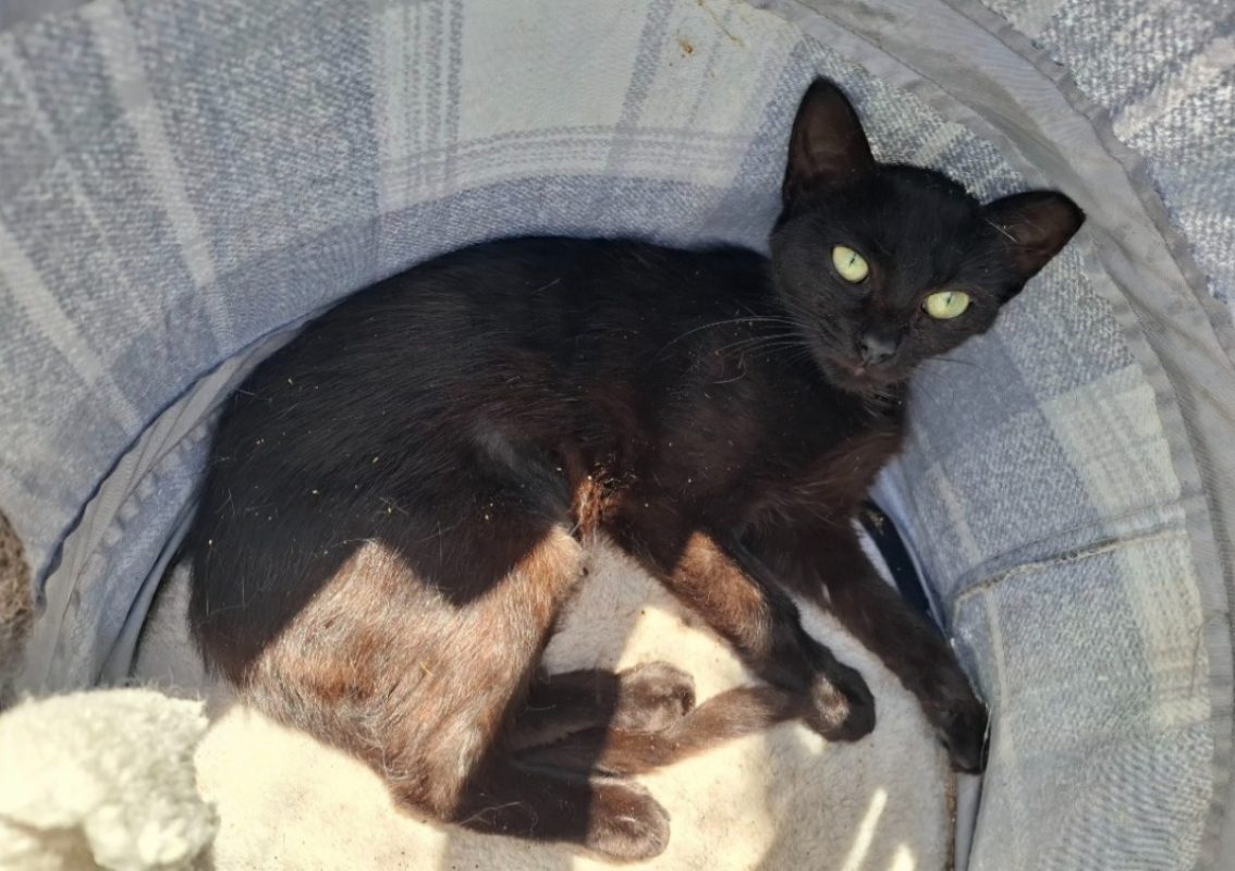 Bastet - Chat Européen à adopter