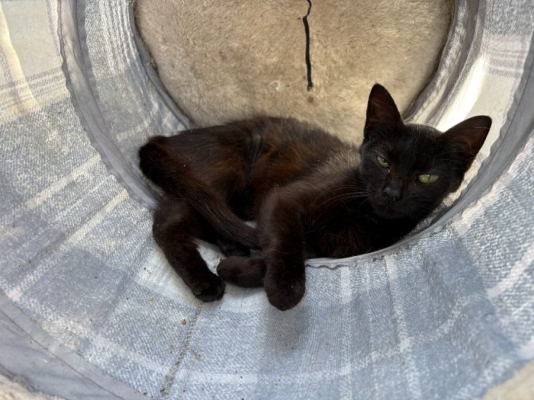 Bastet - Chat Européen à adopter - photo 2