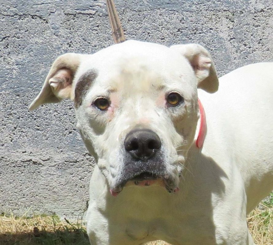 Blanche - Chien Bouledogue Américain à adopter