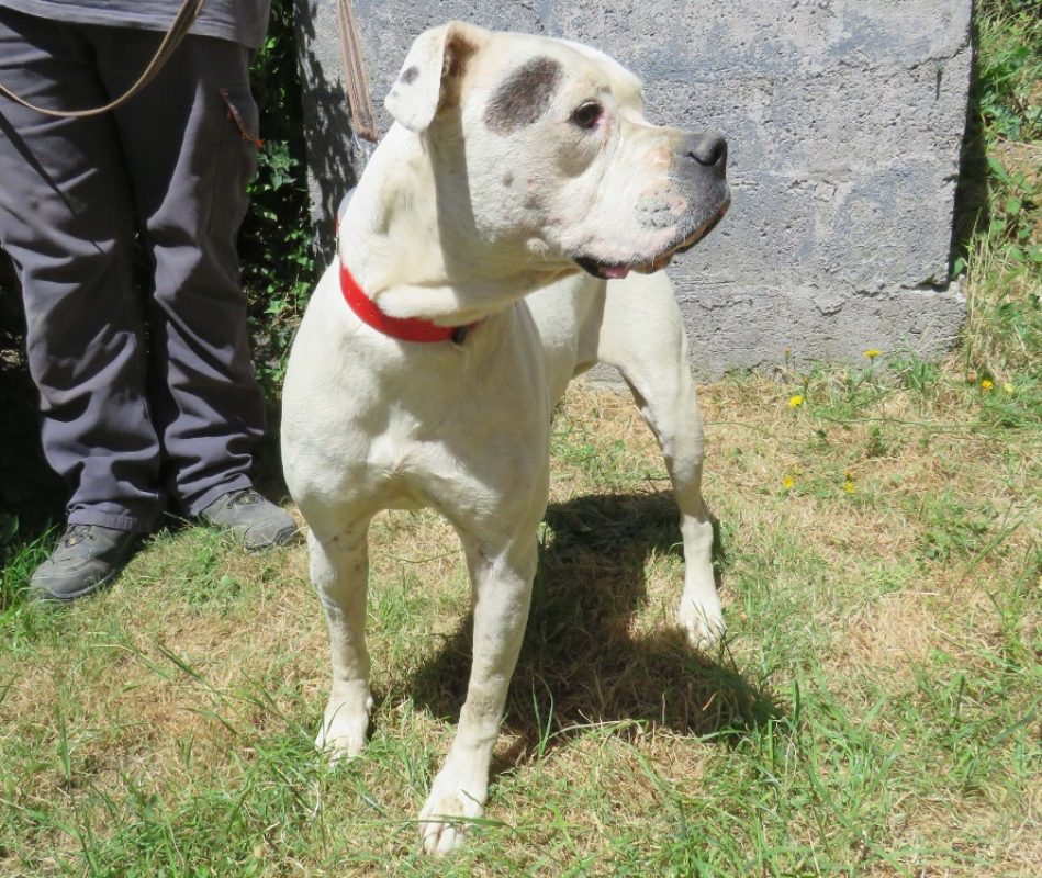 Blanche - Chien Bouledogue Américain à adopter - photo 2