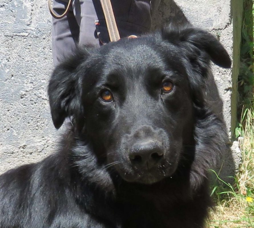 Roma - Chien Berger à adopter