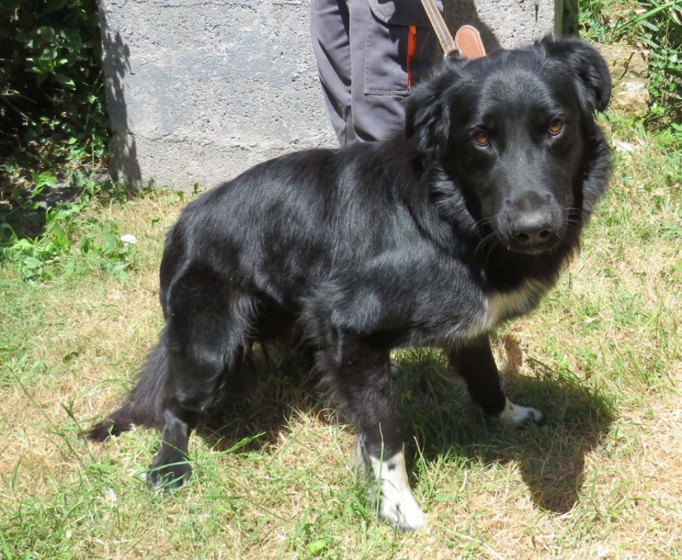 Roma - Chien Berger à adopter - photo 2