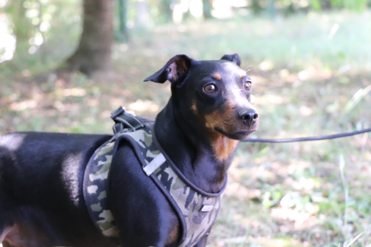 Photo #7 de Twist dit goliath