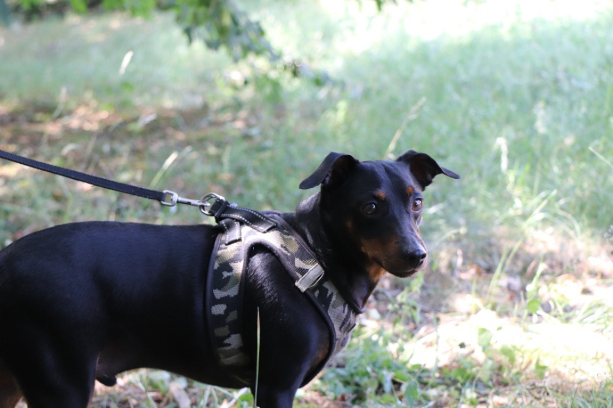 Photo #8 de Twist dit goliath