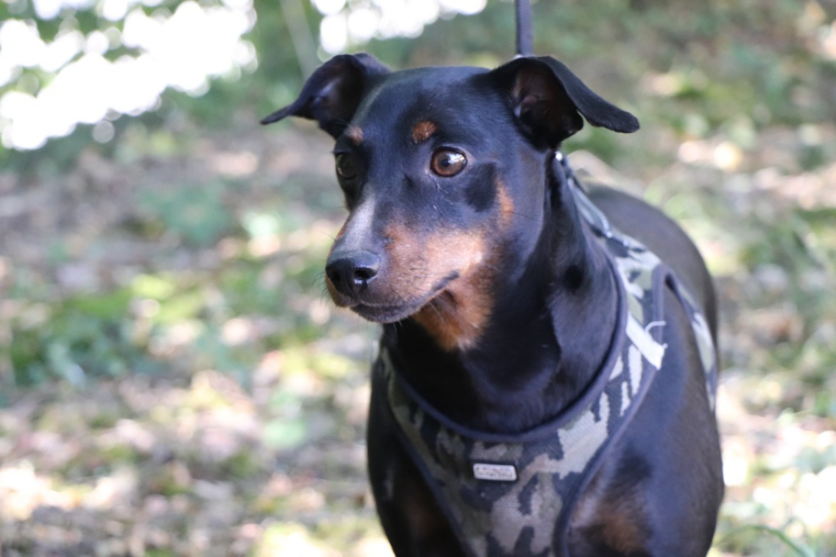 Photo #9 de Twist dit goliath