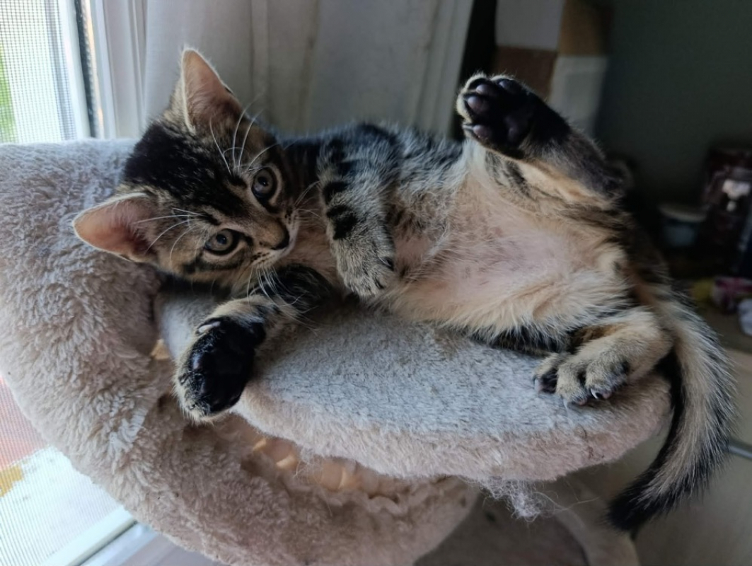 Photo de Pumba