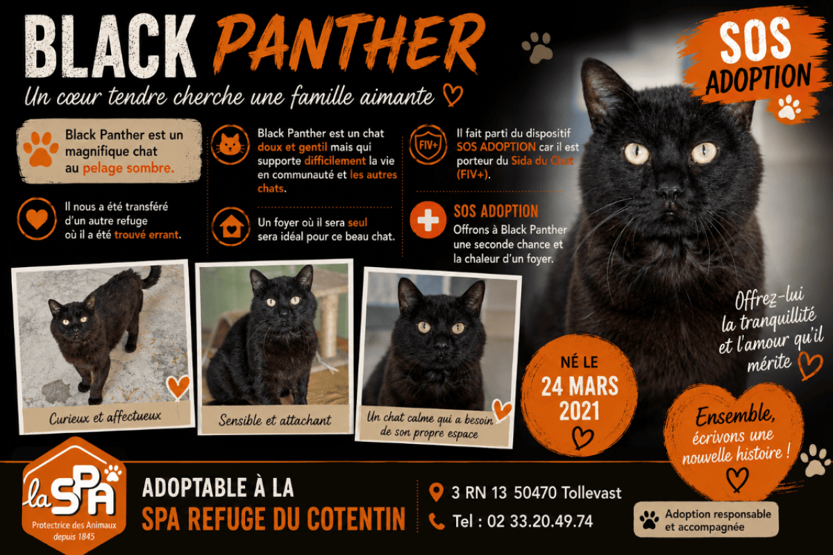 Photo de Black panther