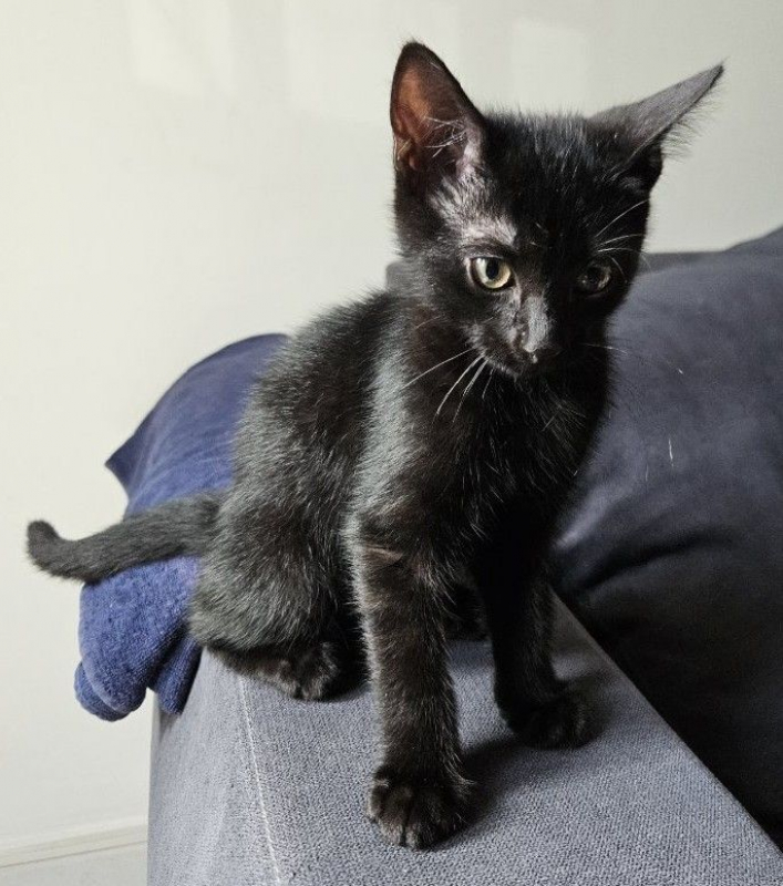 Photo #2 de Moka