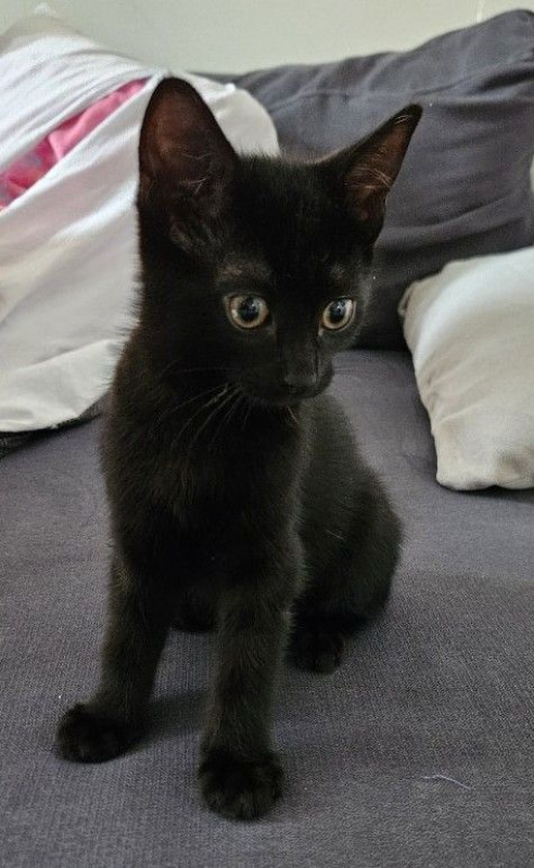 Photo #3 de Moka