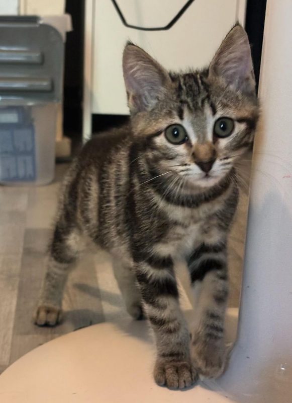 Némésis - Chat à adopter - photo 6