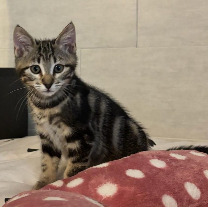 Némésis - Chat à adopter - photo 7