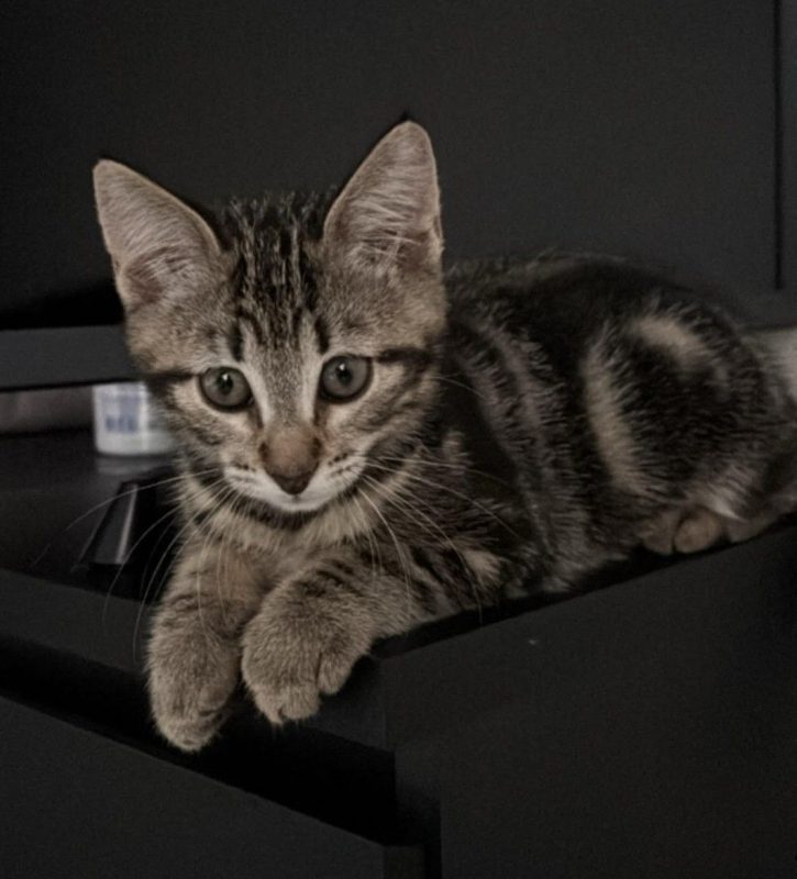 Némésis - Chat à adopter - photo 5