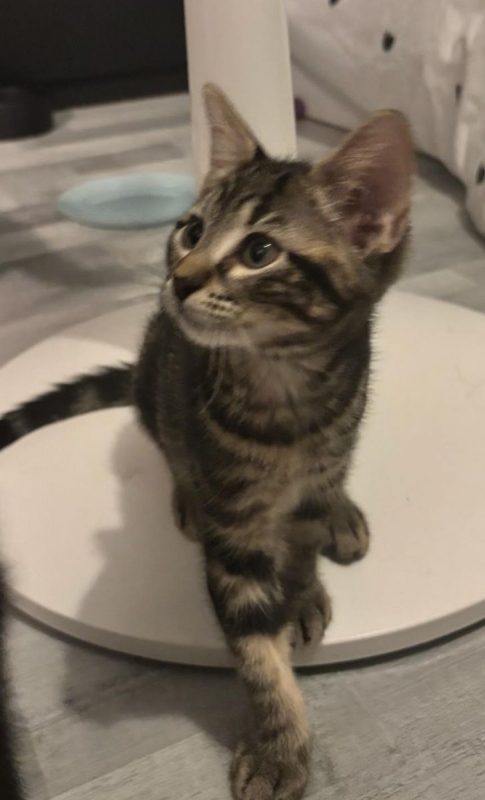 Rhéa - Chat Européen à adopter - photo 6