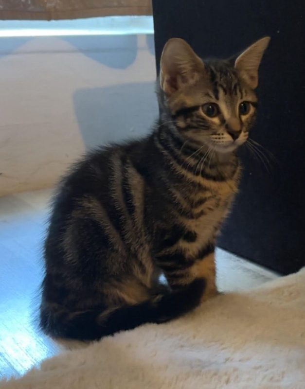 Rhéa - Chat Européen à adopter - photo 4