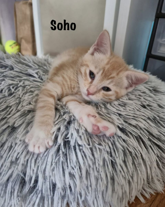 Photo #2 de SOHO