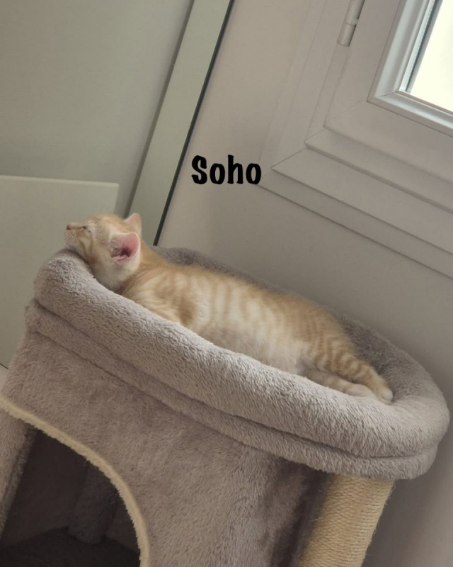 Photo #1 de SOHO