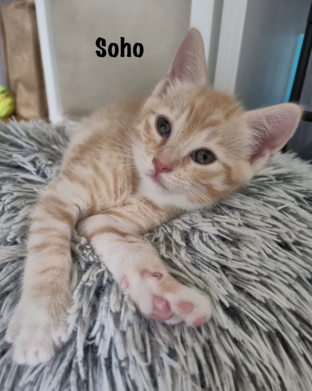 Photo #3 de SOHO