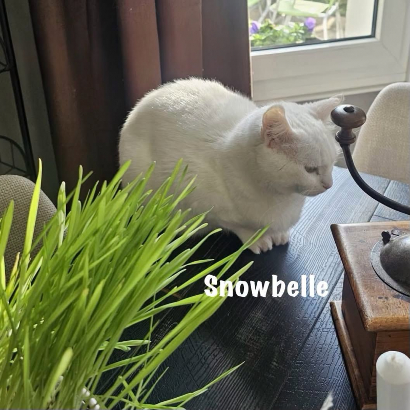 Photo #10 de SNOWBELLE