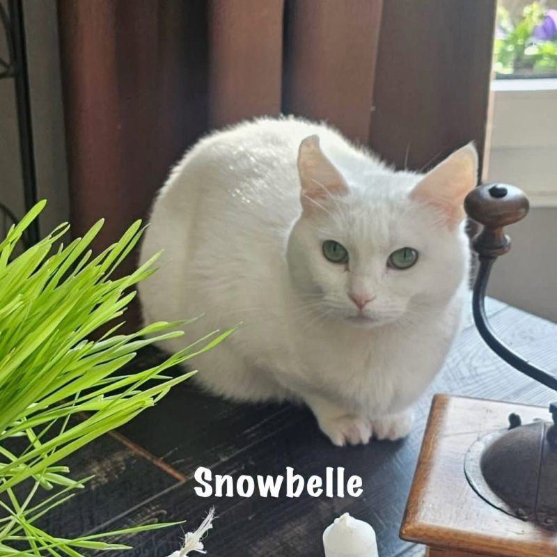 Photo #7 de SNOWBELLE