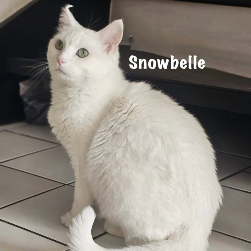 Photo #8 de SNOWBELLE