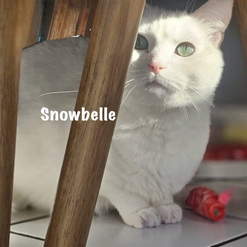 Photo #3 de SNOWBELLE
