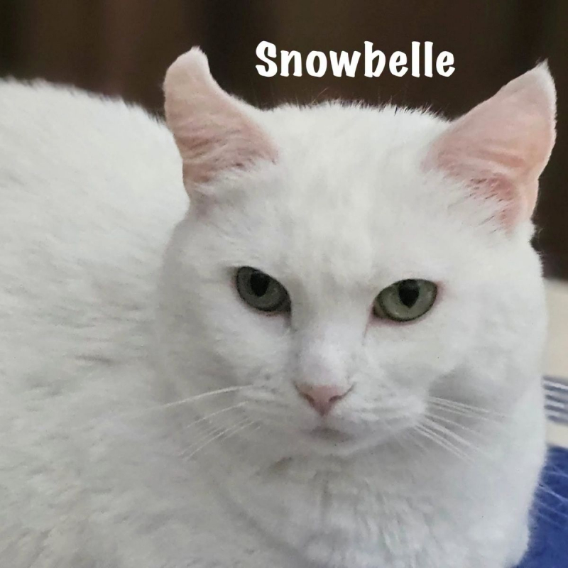 Photo #9 de SNOWBELLE
