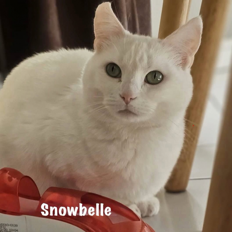 Photo #1 de SNOWBELLE