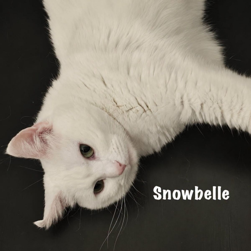 Photo #2 de SNOWBELLE
