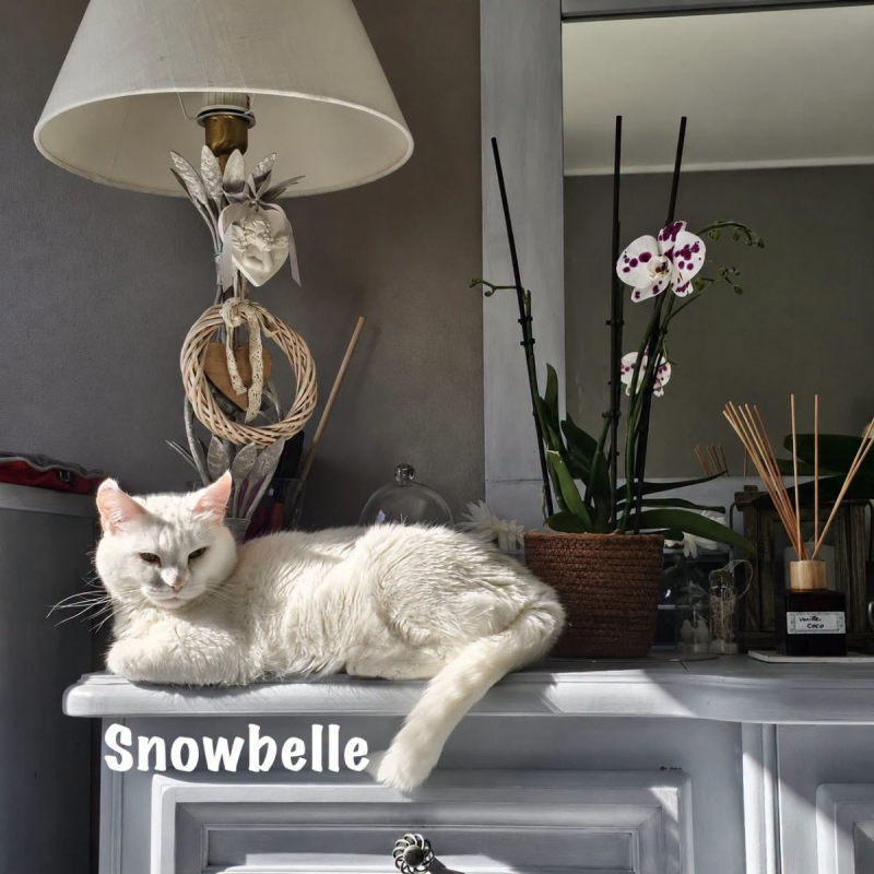 Photo #6 de SNOWBELLE