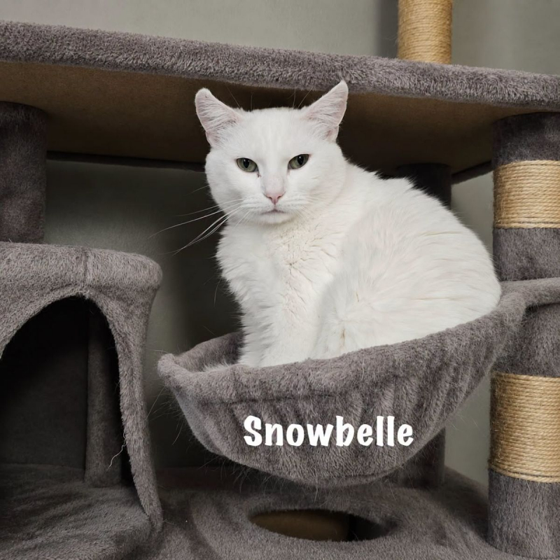 Photo #4 de SNOWBELLE