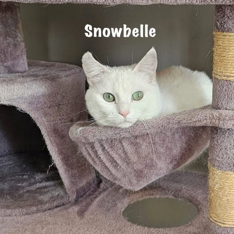 Photo #5 de SNOWBELLE