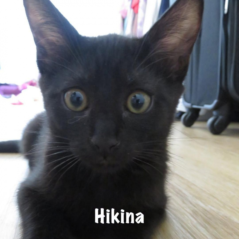 Photo #3 de HIKINA