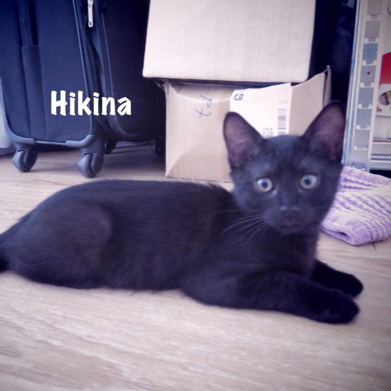 Photo #2 de HIKINA