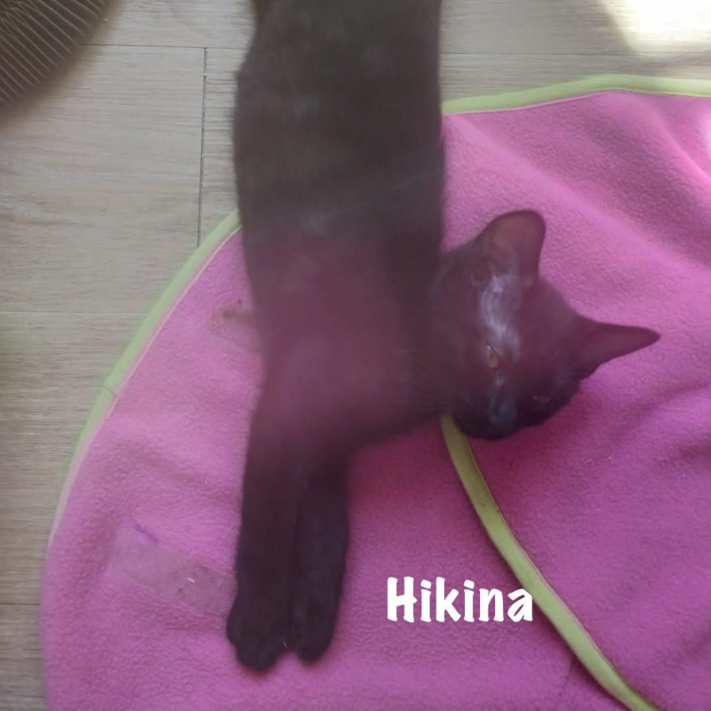Photo #1 de HIKINA