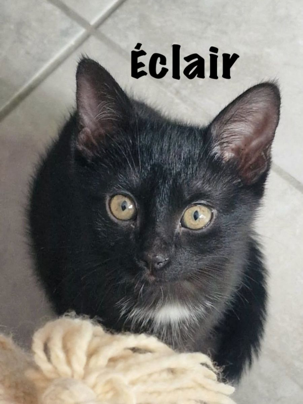 Photo #4 de ECLAIR