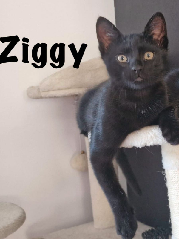Photo #4 de ZIGGY